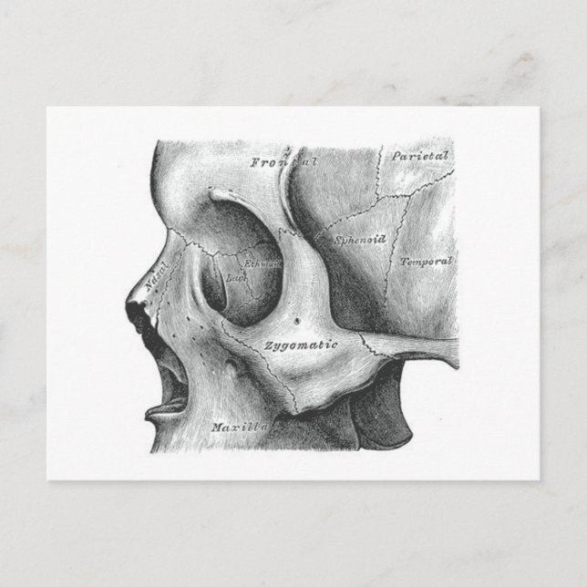 Carte postale crâne et épine (Devant)