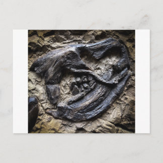 Carte Postale Crâne fossilisé incrusté dans la roche en gros pla