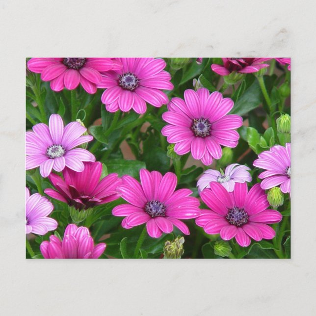 Carte postale Cranesbill Geranium (Fleurs roses) (Devant)