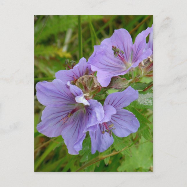 Carte Postale Cranesbill Geraniums, île de l'Unalaska (Devant)