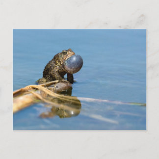 Carte Postale Crapaud américain