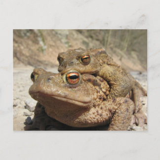 Carte Postale Crapaud de Piggyback