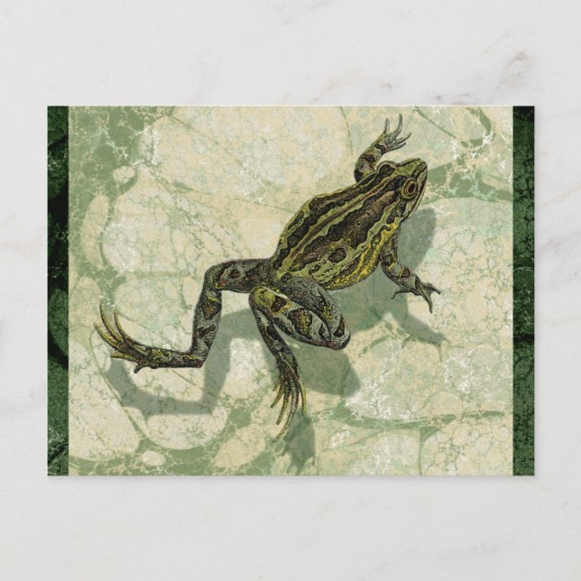 Carte Postale Crapaud Swinning dans l'eau (Devant)