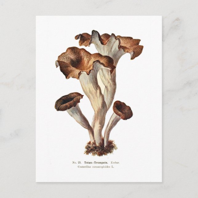 Carte Postale Craterellus cornucopioïdes (Devant)