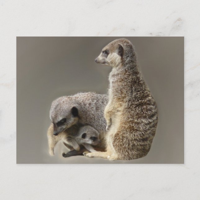 Carte Postale Cravates de famille (Devant)