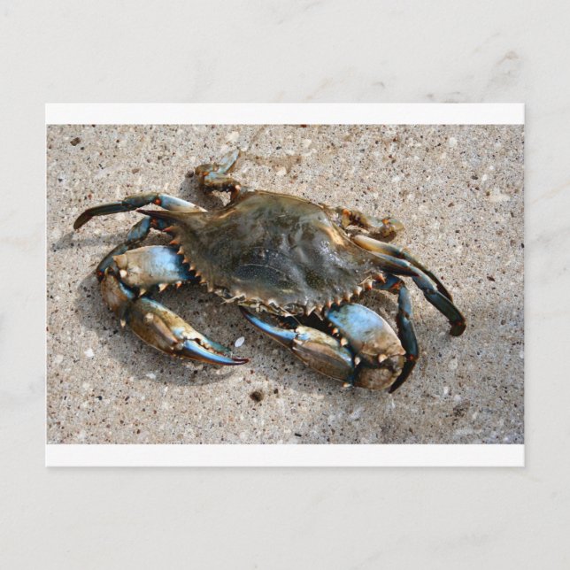 Carte Postale Crawling de crabe bleu (Devant)