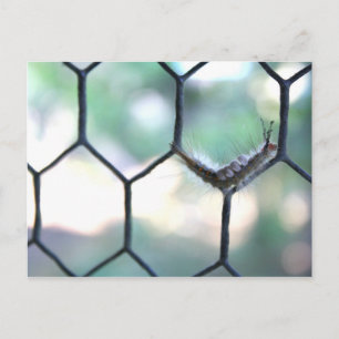 Carte Postale Crazy Caterpillar