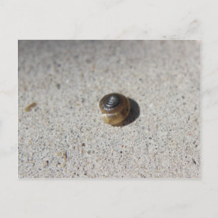 Carte Postale Crazy Snail