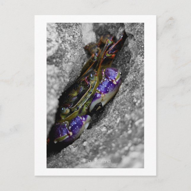 Carte Postale Créature Technicolor (Devant)