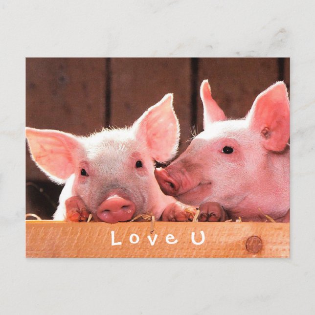 Carte Postale Créez Votre Propre Amour Photo Drôle Personnalisé (Devant)