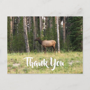 Carte Postale Créez votre propre Merci photo Elk