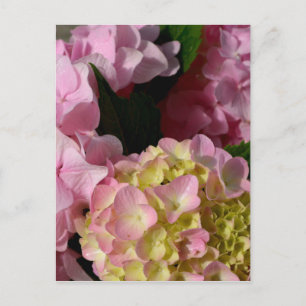 Carte Postale Crème rose Hydrangeas jaune rose vert floral