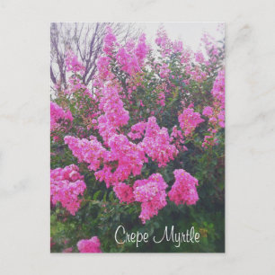 Carte Postale Crème rose Myrtle Nature Art Photo avec texte