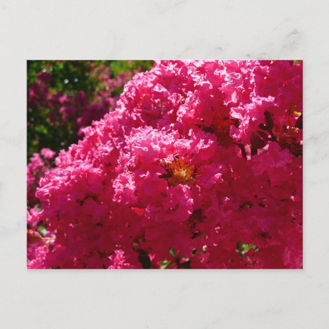 Carte Postale Crepe Myrtle Tree Magenta Floral (Devant)