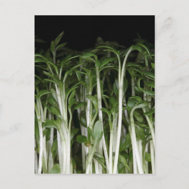 Carte Postale Cress du jardin Lepidium sativum (Devant)