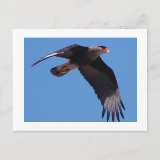 Carte Postale Crested Caracara