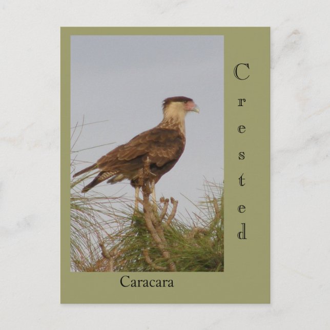 Carte Postale Crested Caracara (Devant)