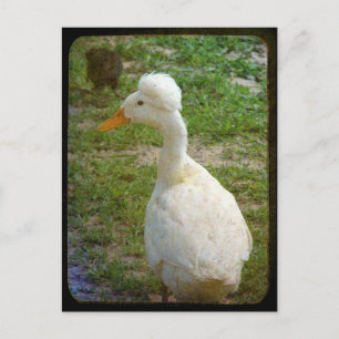 Carte Postale Crestie