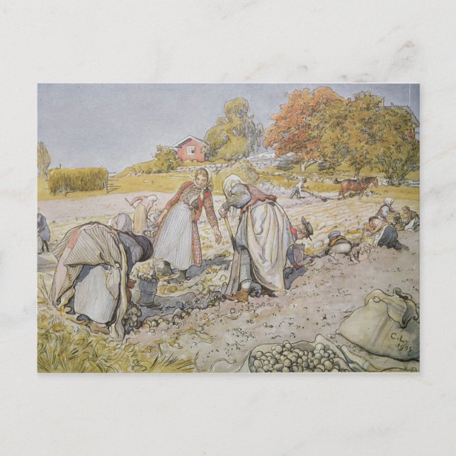 Carte Postale Creusage de pommes de terre, 1905 (Devant)
