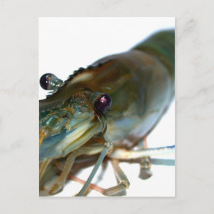Carte Postale crevettes