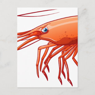 Carte Postale crevettes