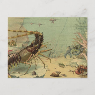 Carte Postale Crevettes marines, animaux de l'océan Vintage