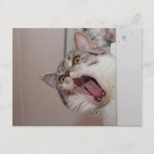 Carte Postale Criant British Shorthair
