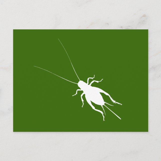 Carte Postale Cricket blanc (Devant)