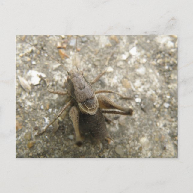 Carte postale Cricket Brown Field (Devant)
