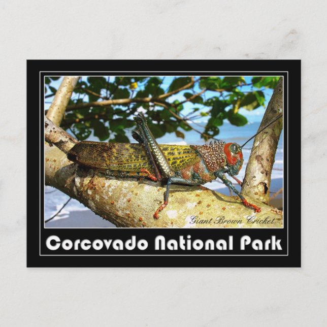 Carte Postale Cricket Brown géant, Parc national du Corcovado (Devant)