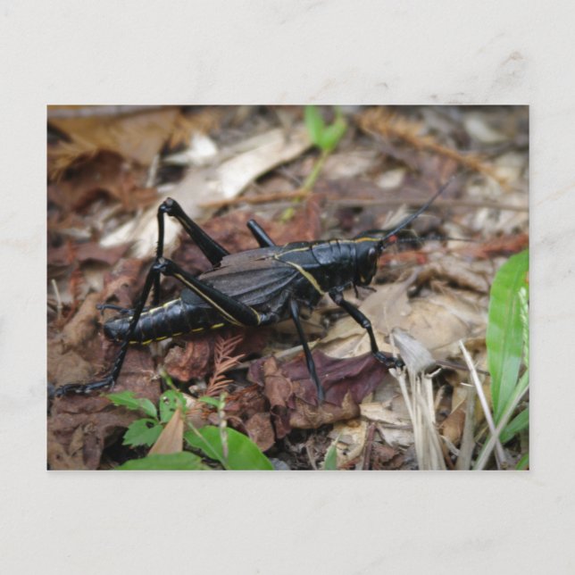 Carte Postale Cricket jaune et noir (Devant)