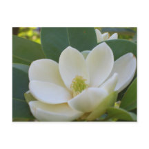 CricketDiane Magnolias du Sud