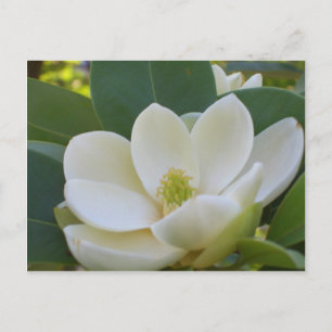 Carte Postale CricketDiane Magnolias du Sud