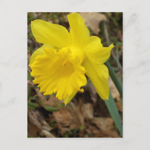 Carte Postale CricketDiane Yellow Spring Jonquils Flower Designs