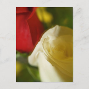 Carte postale "Crimson and Cream"