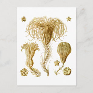 Carte Postale Crinoïdes