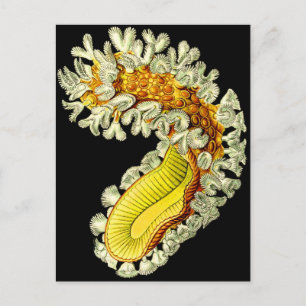 Carte Postale Cristatella mucedo