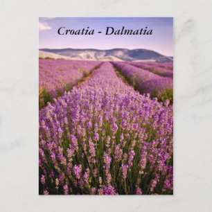 Carte Postale Croatie - Dalmatie