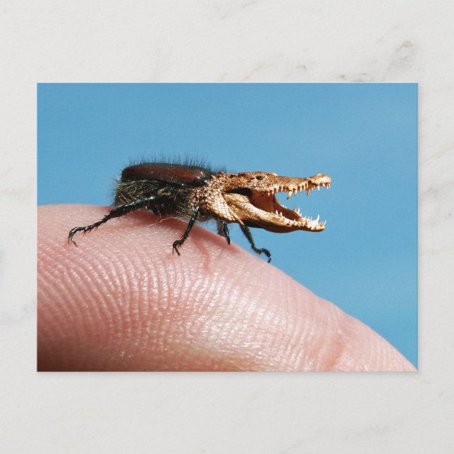 Carte Postale Crocobug (Devant)