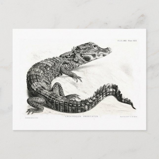 Carte Postale Crocodile (Devant)