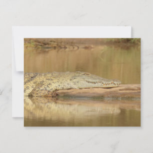 Carte Postale Crocodile