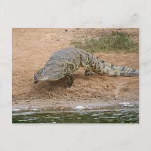 Carte Postale Crocodile