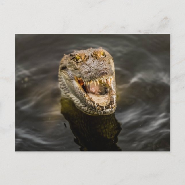 Carte postale crocodile (Devant)