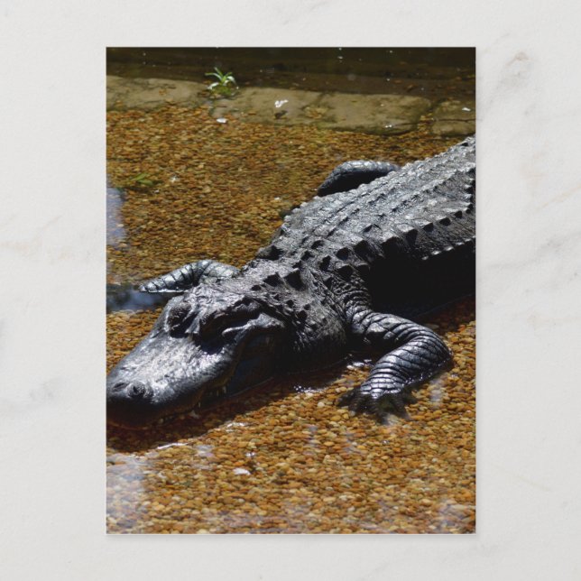 Carte Postale Crocodile (Devant)