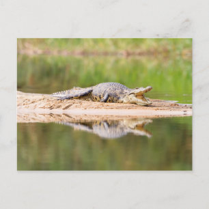 Carte Postale Crocodile