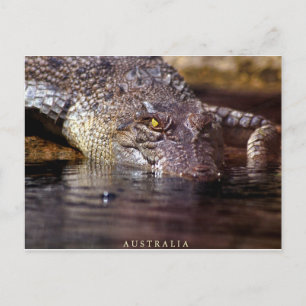 Carte Postale crocodile, A U S T R A L I A