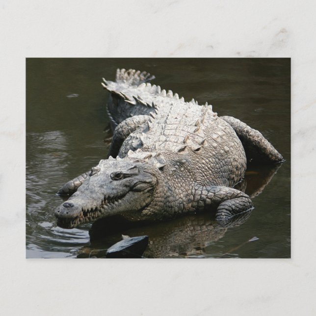 Carte Postale Crocodile américain (Crocodylus acutus) (Devant)