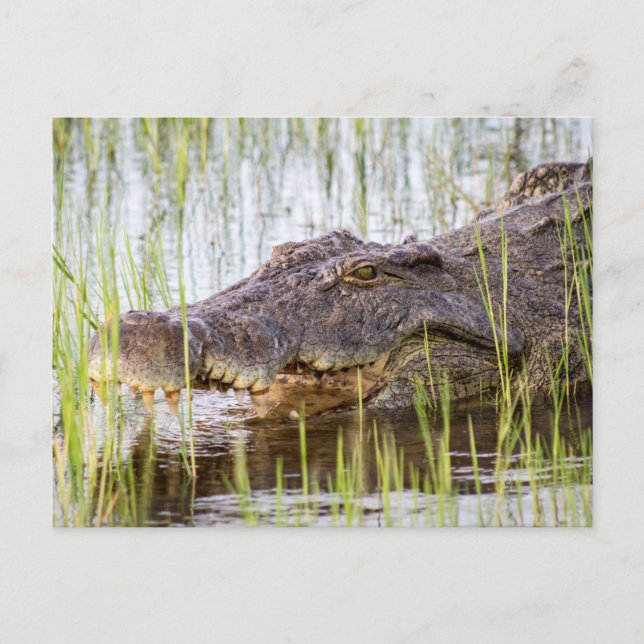 Carte Postale Crocodile d'Afrique (Devant)