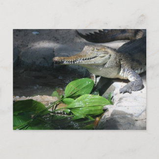 Carte Postale Crocodile d'eau douce