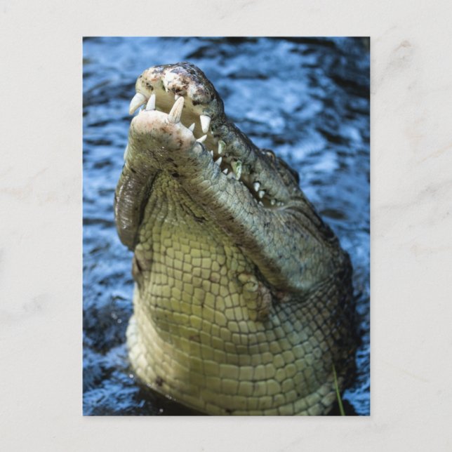 Carte Postale Crocodile Dents Eau (Devant)